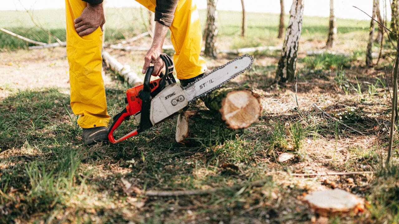 The Steps Involved in Our Tree Care Process in River Ridge, FL